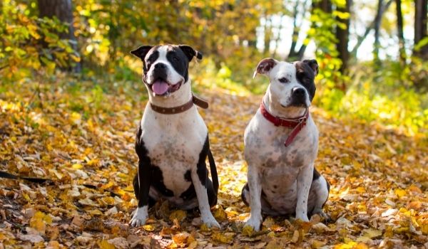 Two Black and White American Staffordshire Terriers  sitting in a forest