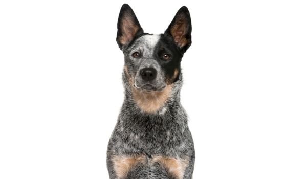 Close up of an Australian Cattle Dog against white background