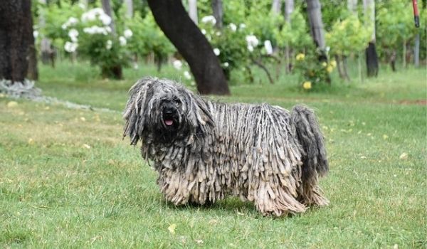 Black and White Puli Dog in a playground