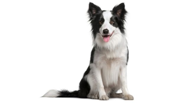 Black and White Border Collie sitting on his hindquarter against white background