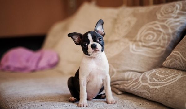 Black and White Boston Terrier Puppy Sitting on a couch