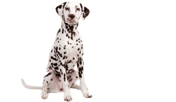 Dalmatian sitting on his hindquarter against white background