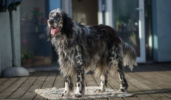 Black and White English Setter Standing on a mat 