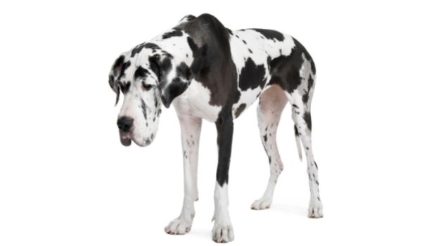 Black and White Harlequin Great Dane standing against a white background