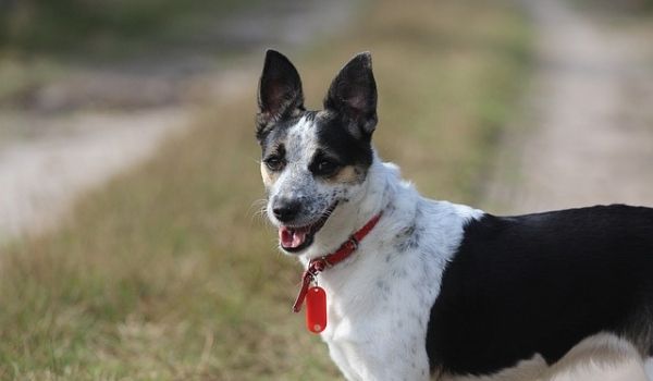 Black and White Rat Terrier wearing name collar standing on green grass