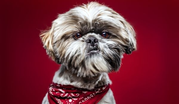 close up of a Shih Tzu dog wearing a bandana against red background