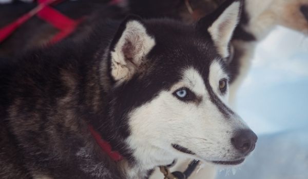 Close up of an Odd-eyed Black and White Siberian Husky