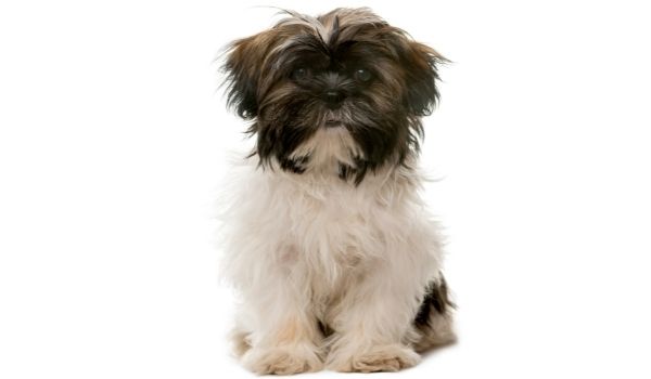 Black and White Tibetan Terriers puppy sitting on its hindquarter against a white background