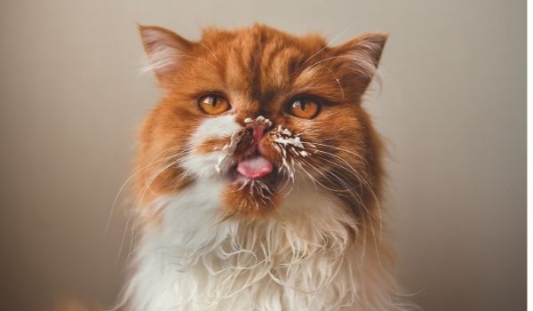 Fluffy ginger cat with Whipped cream on its face