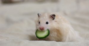 Can Hamsters Eat Cucumber