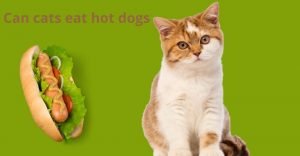 Can cats eat hot dogs