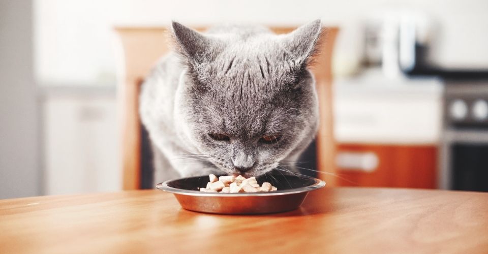 Cat Food for Sensitive Stomach