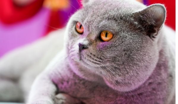 Close up of a British Shorthair Cat