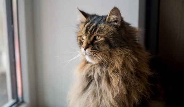 Close up of a Norwegian Forest Cat