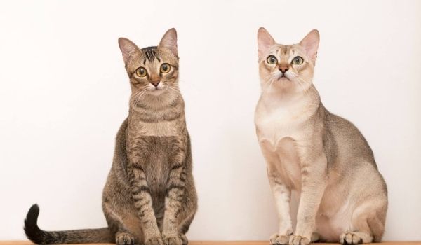 Two Singapura Cats Standing