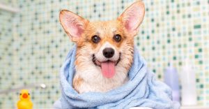 Dog Shampoos For Dry Skin