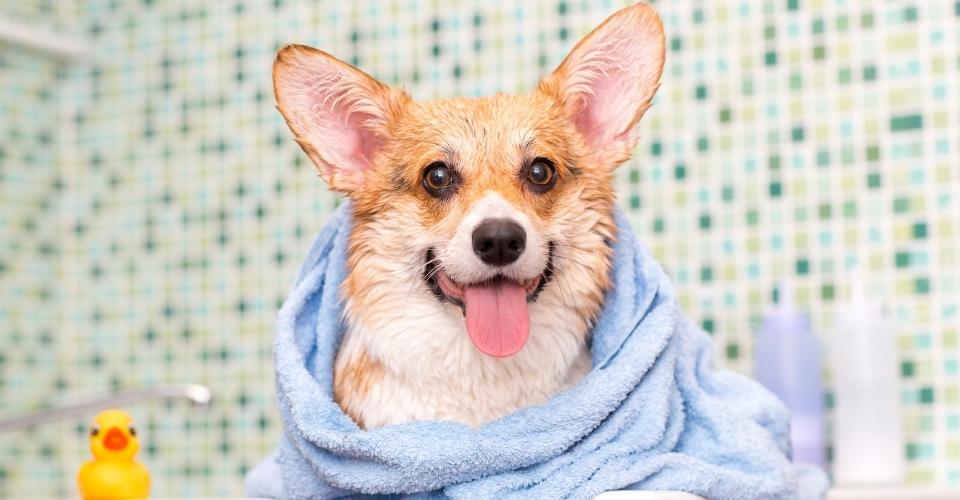 Dog Shampoos For Dry Skin
