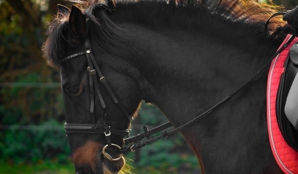 Fastest Horse Breeds-Andalusians