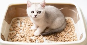 How to Get Kitten to Use Litter Box