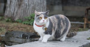 Shock Collar for Cats