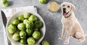 Can Dogs Eat Brussel Sprouts