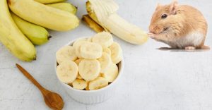 can hamsters eat bananas