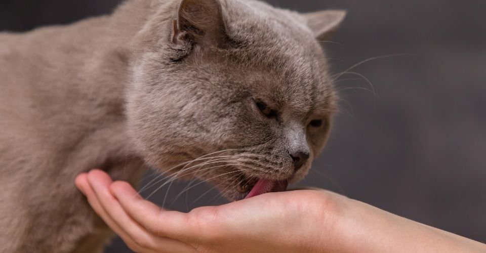 what-does-it-mean-when-a-cat-licks-you-is-it-normal