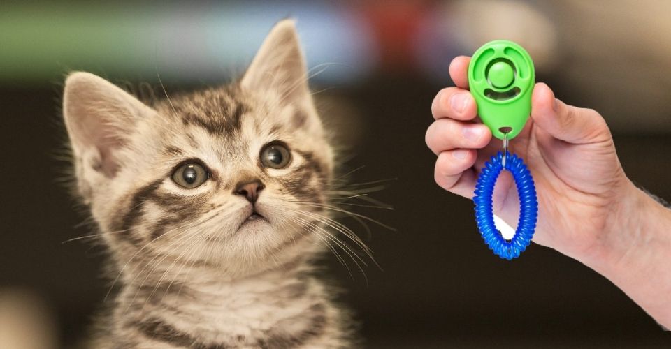 clicker training for cats
