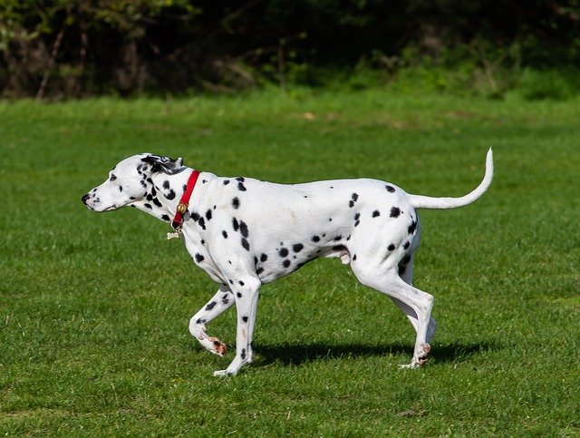  Fast dogs, fastest dog breeds, dogs running speed