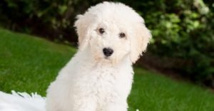 are-labradoodles-hypoallergenic