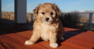 Aussiedoodle