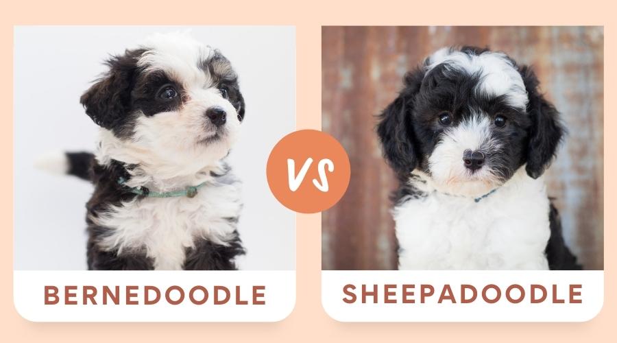 Bernedoodle vs Sheepadoodle