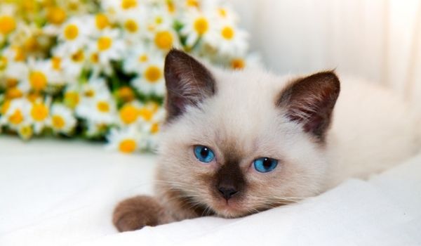 Cute blue point siamese kitten sitting in a basket with lily flowers on the grass