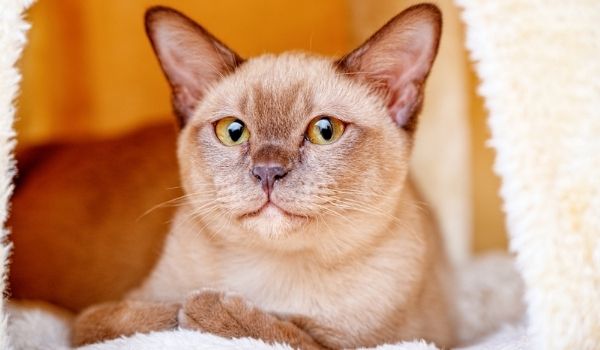 Burmese-Cat-Cat breeds that don’t shed