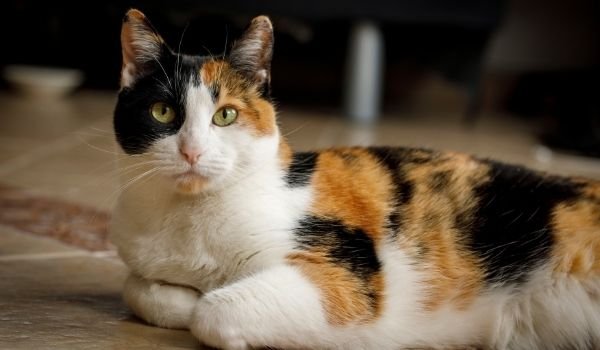 light calico cat