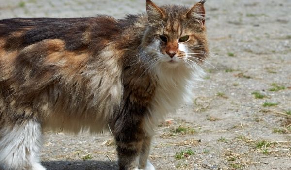 Calico Cat: Interesting Facts and Types of Calico Cats