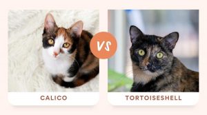 the difference between calico and tortoiseshell cats