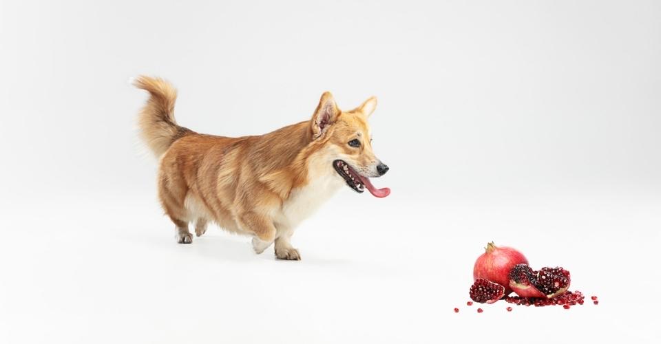 Can Dogs eat pomegranate