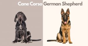 Cane Corso and German Shepherd Mix (1)