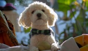 The Top 10 Hypoallergenic Dog Mixes