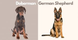 Doberman and German Shepherd Mix