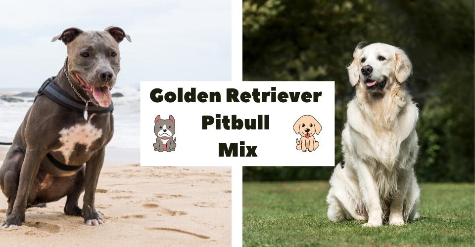 Golden Retriever Pitbull Mix