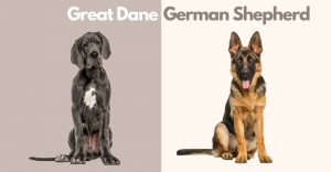 Great Dane German Shepherd Mix