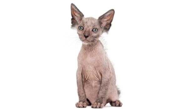 Lykoi-Cat breeds that don’t shed