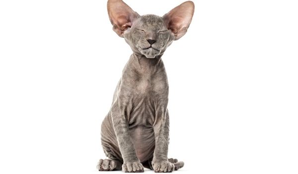 Peterbald-Cat breeds that don’t shed