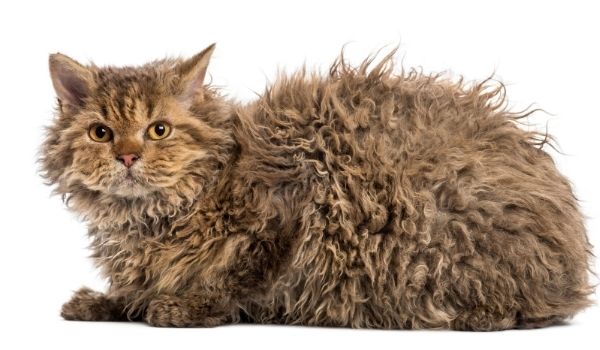 Selkirk Rex Curly haired cat