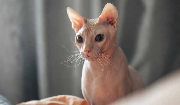 Sphynx-Cat breeds that don’t shed
