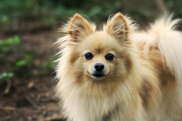 are pomeranian poodles hypoallergenic