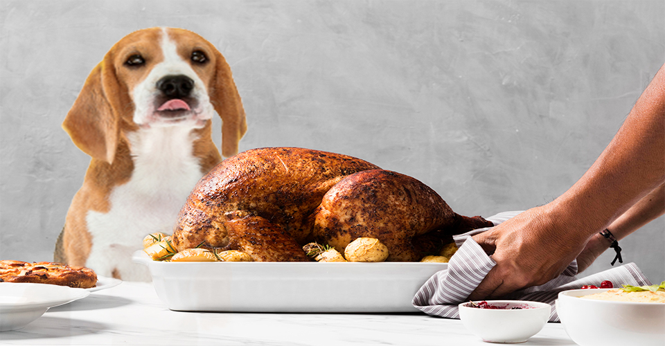 Can dogs eat turkey