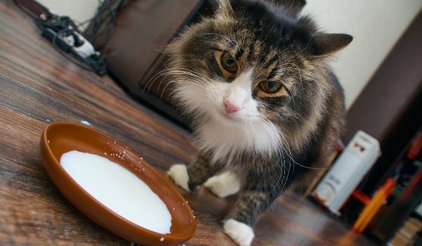 A fluffy cat drinking milk for a tray on a wooden floor